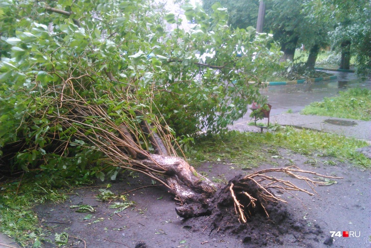 Только в Кемерове в тот день упали около 60 деревьев