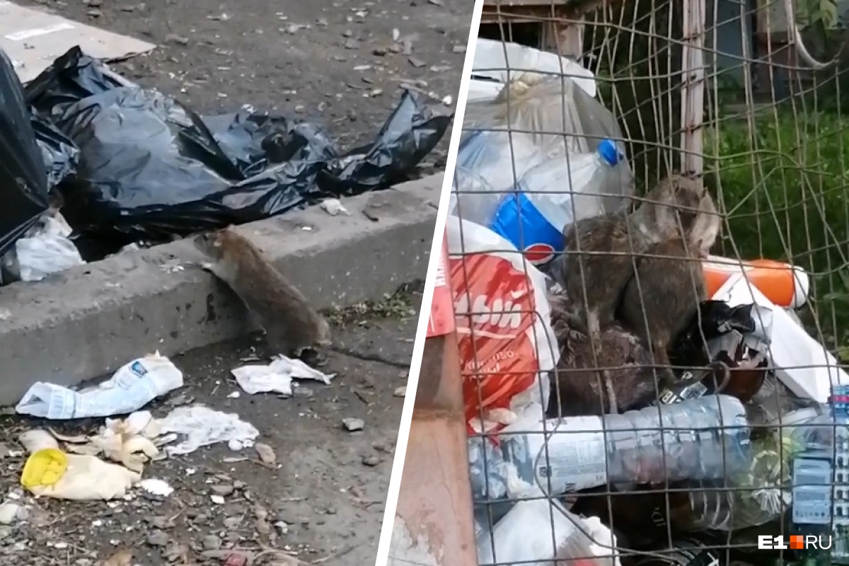 «Чуть не обгадилась от испуга!» Двор в центре Екатеринбурга атакуют невероятно жирные крысы: видео