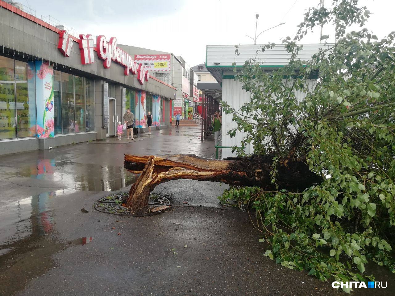 Ураган сломал и вырвал с корнем деревья в Чите