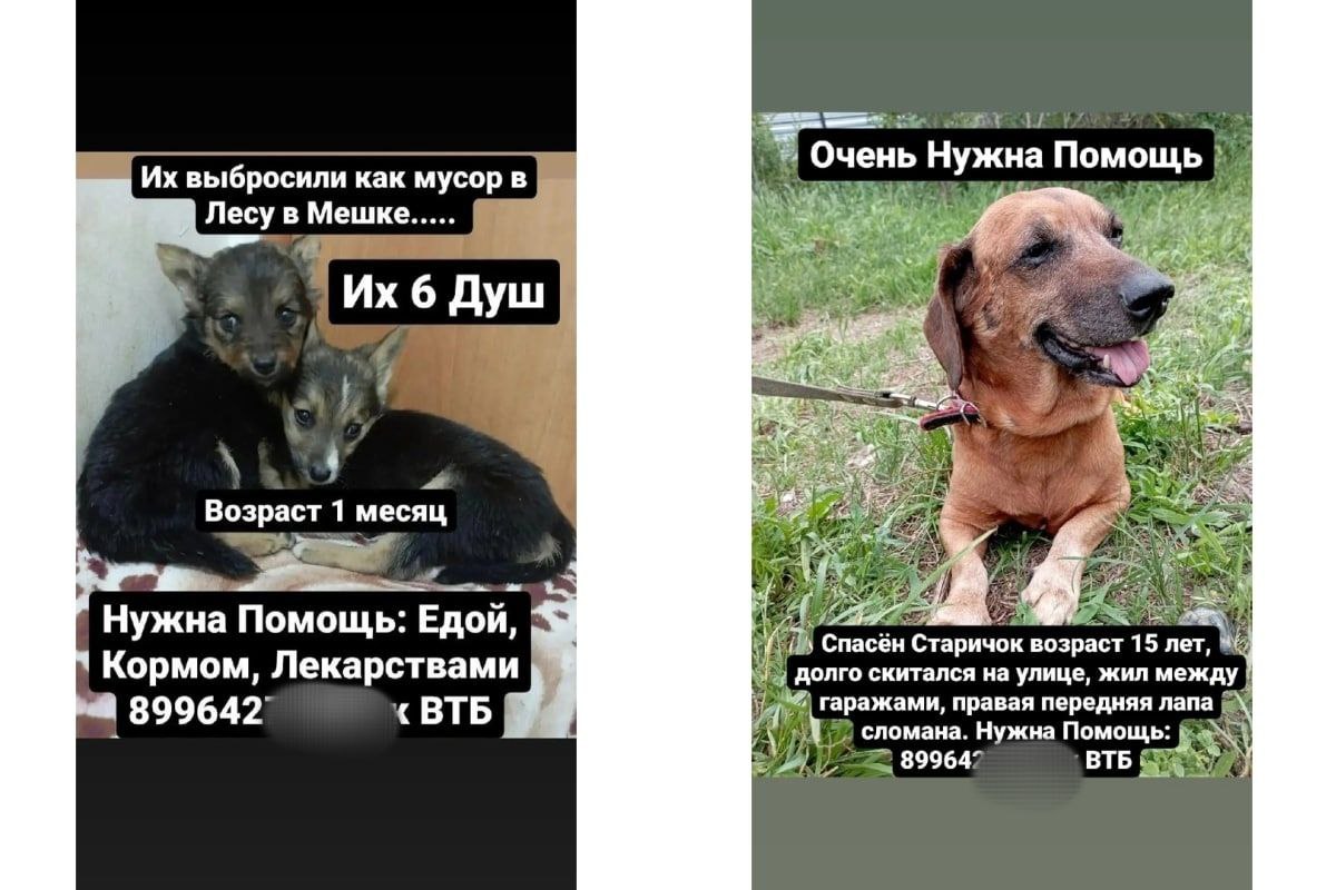 Кристина Газизьянова собирает деньги на лечение животных, но нет никаких оснований полагать, что они вообще живы и существуют Кристина Газизьянова собирает деньги на лечение животных, но нет никаких оснований полагать, что они вообще живы и существуют