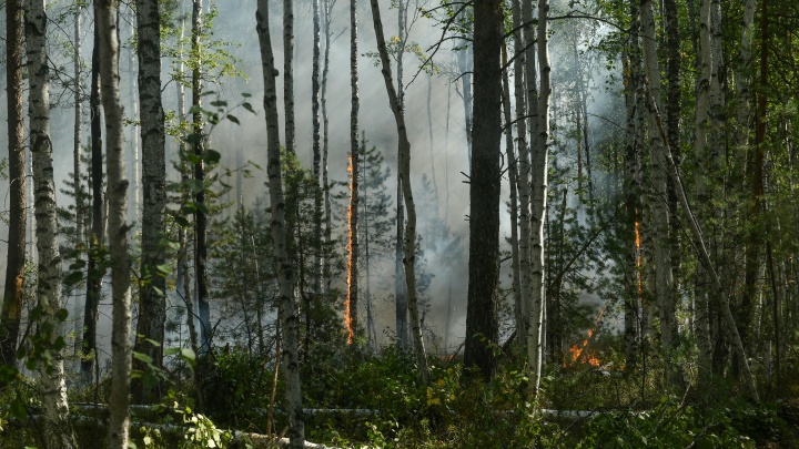 Огонь прошел в Иркутской области еще 1,5 тысячи га лесного фонда. Площадь, пострадавшая от пожаров, достигла 19,3 тысячи га