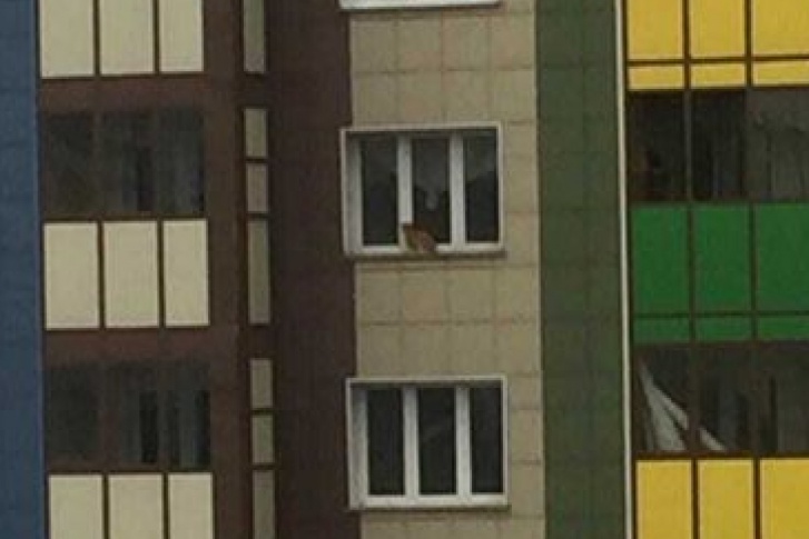 Кот сидит на окне <nobr>14-го</nobr> этажа