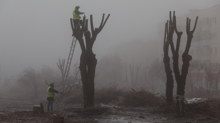«Безумцы, остановитесь!»: в Волгограде массово вырубили деревья на проспекте Маршала Жукова