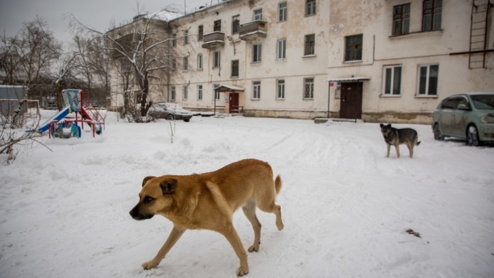 Мэр Новокузнецка объявил о создании муниципальной компании по отлову бездомных собак