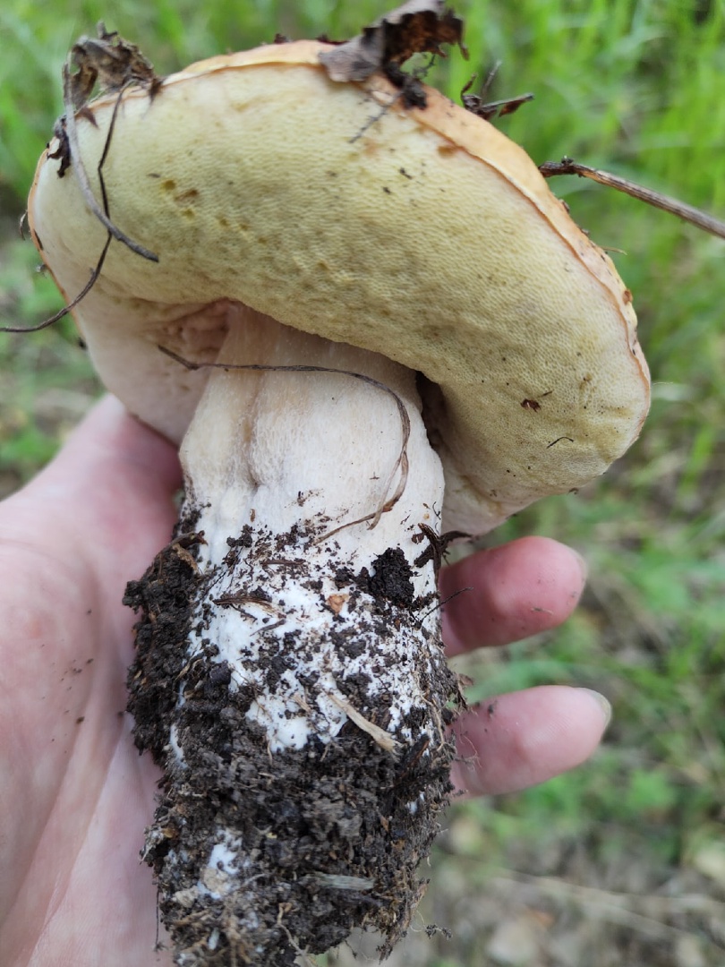 Вот такой гриб нашли в селе Подгородка