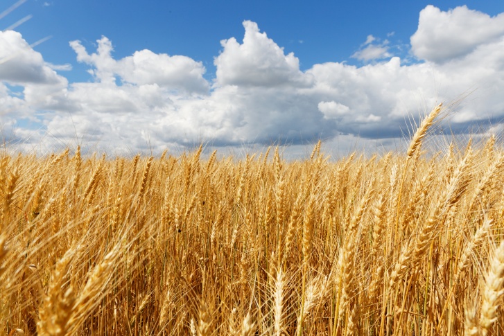 ГК «Ростагро» входит в топ-20 владельцев сельскохозяйственной земли  в стране