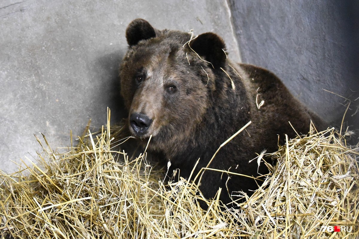 Медведь — символ Ярославля