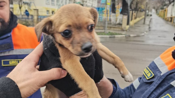В Новороссийске спасли щенка, который застрял в моторном отсеке машины