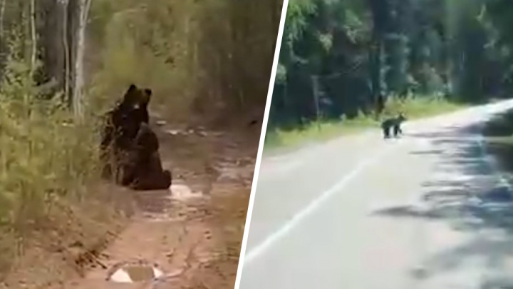 Свердловчане сняли на видео драку медведей в лесу. Рассказываем, как вести себя при встрече со зверем