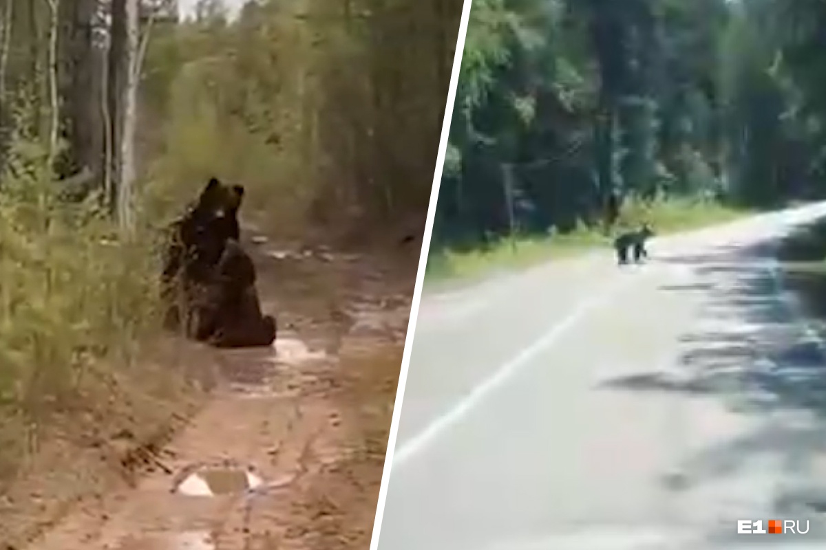 Свердловчане сняли на видео драку медведей в лесу. Рассказываем, как вести себя при встрече со зверем