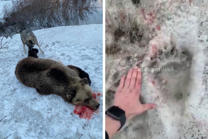 Медведь получил ранение, убегал, но в итоге его всё равно убили Медведь получил ранение, убегал, но в итоге его всё равно убили