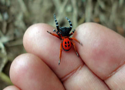 Редкий вид ядовитого паука обнаружили дети в Читинском районе Забайкалья