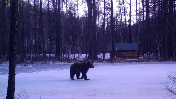 Бурый медведь чаще других животных позировал на фотоохоте в забайкальском заповеднике