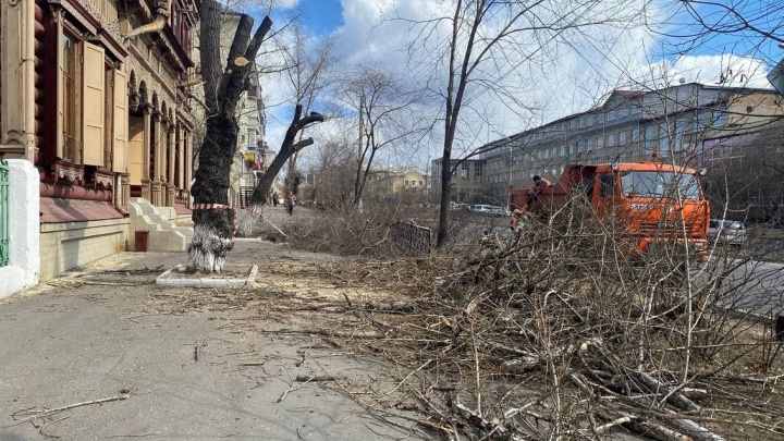 Уничтожители деревьев рулят в Чите – главное за неделю