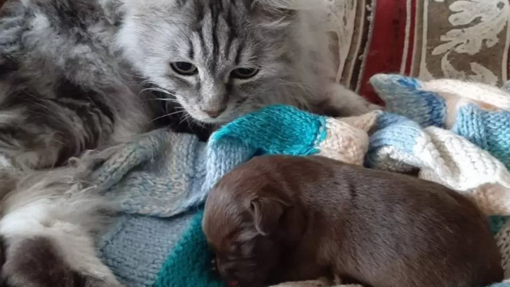 Двое ангарчан спасли смытого в канализацию новорожденного щенка
