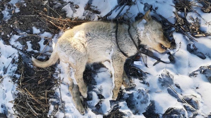 Полиция начала расследование массовой гибели собак в Забайкальске