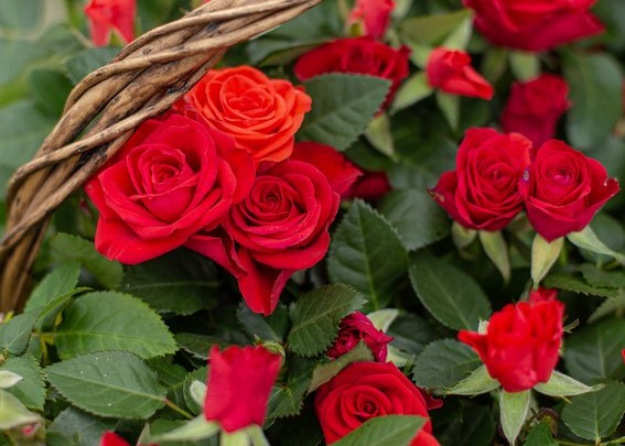Букеты из хризантем, роз и гербер соберут к 1 сентября в Lime Floristiс