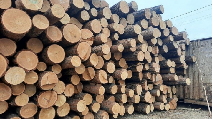 Незаконную пилораму с 1,4 тыс. спиленных деревьев нашли в Смоленке — Гурулёв