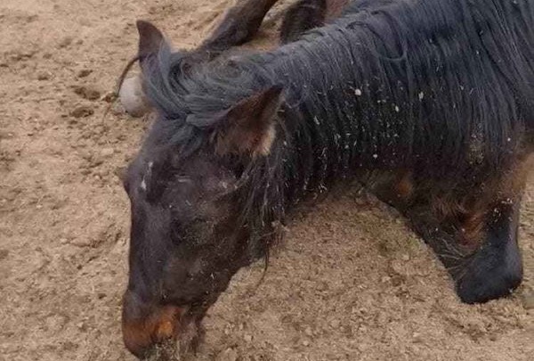 Конь умер в походе по Забайкалью – клиенты и руководство клуба разошлись в причинах смерти