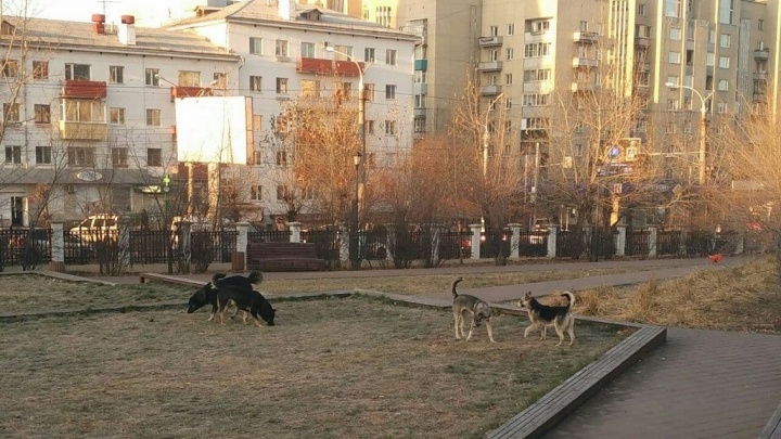 Власти Читы включили площадь Декабристов в график отлова бездомных собак