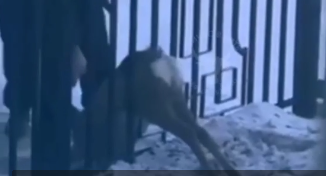 Местные жители спасли косулю, застрявшую в заборе администрации в Забайкалье
