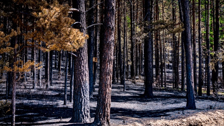 Заготовку дров на местах лесных пожаров возобновили в Забайкалье
