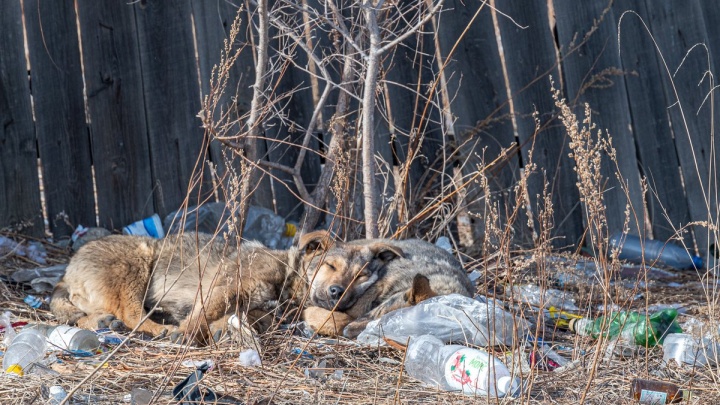 Трупы собак обнаружили в дачных кооперативах Читы, местные подозревают массовое отравление