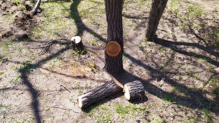 Прокуратура не нашла нарушений в уничтожении деревьев на улице Горького в Чите