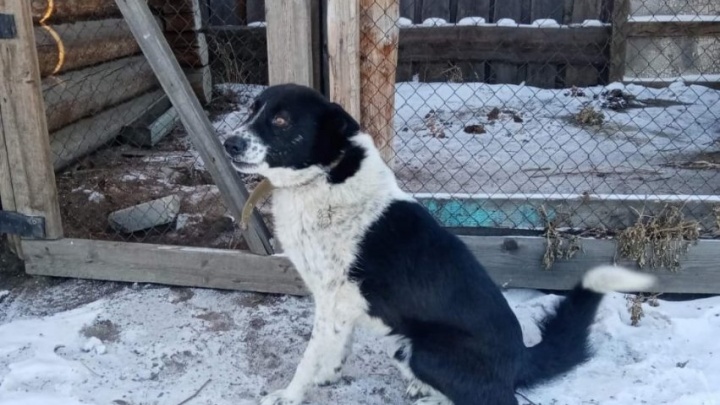 Забайкальские ветеринары спасли пса, которого ранил дикий кабан