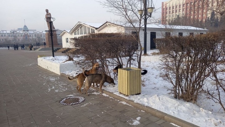 Стая бродячих собак оккупировала площадь Ленина в Чите