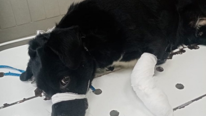 Собака, проколовшая лапу карабином, удивила врачей в Могоче