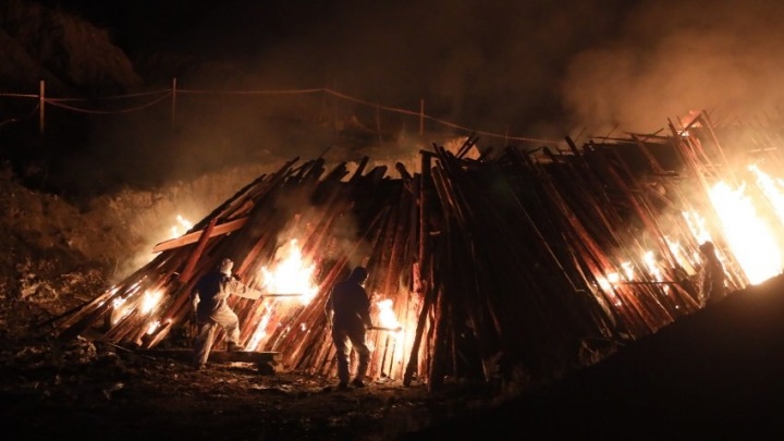 Более тысячи свиней сожгли в Чите из-за вспышки чумы (видео)