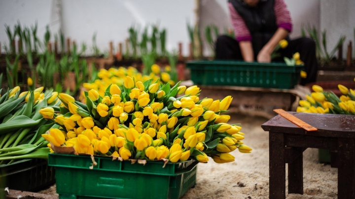 Миллион тюльпанов: в иркутском «Горзеленхозе» показали цветы, которые вырастили к 8 марта