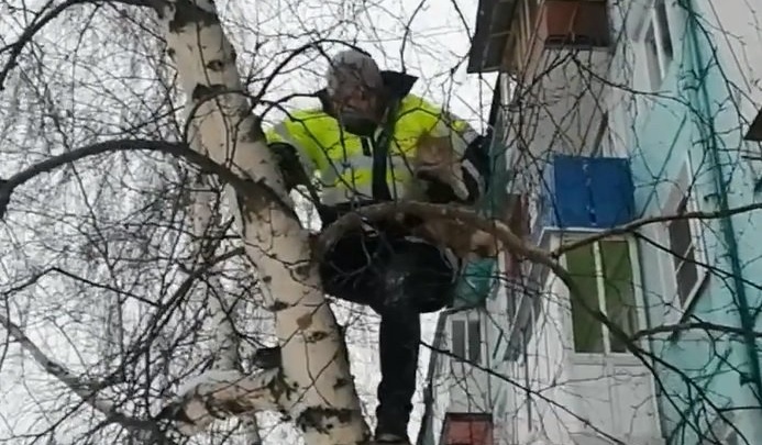 Сотрудник ГИБДД из Тулуна спас кота, просидевшего на дереве два дня