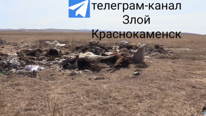 Кучу трупов коров нашли рядом с Краснокаменском — очевидцы сняли видео