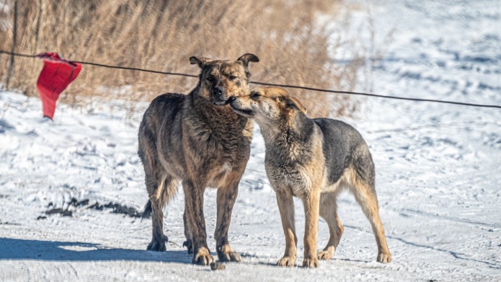 Бродячие собаки загрызли ондатру в Краснокаменске