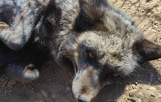 Собаки выдрали клок шерсти лисице, пойманной утром в Чите