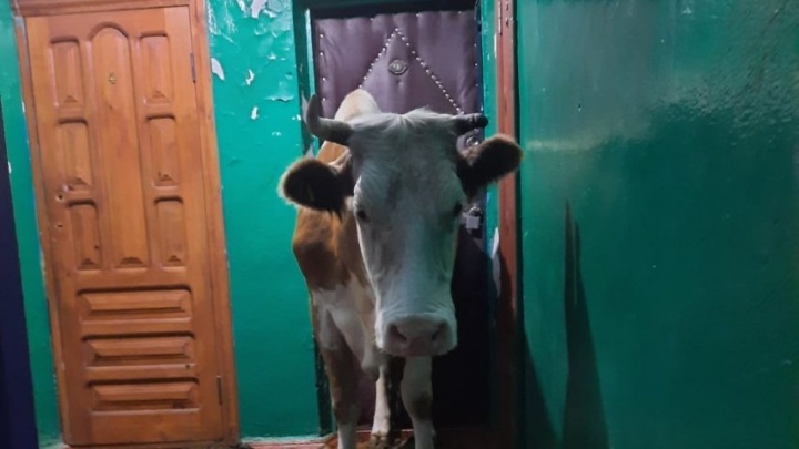 Ветврачи спасли корову Варю, которая оказалась на втором этаже жилого дома в Балее