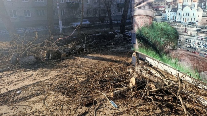Читинский зоопарк спилил тополя на своей территории из-за их ветхости