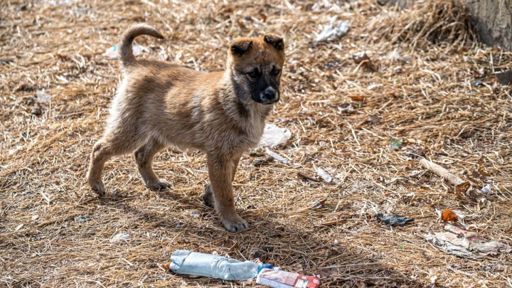 Новорождённых щенков нашли в завязанном пакете в поле на КСК