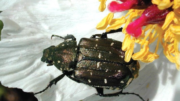 Выставка, посвящённая насекомым Забайкалья, откроется в краевом краеведческом музее