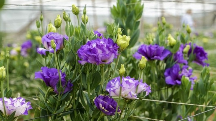 Какие цветы посадить, чтобы обзавидовались соседки — сорта и правила выращивания