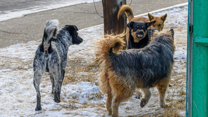 Директор иркутского приюта прокомментировала возможные изменения закона об отлове собак