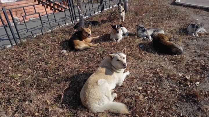 Полиция не нашла отравленных собак в Агинском