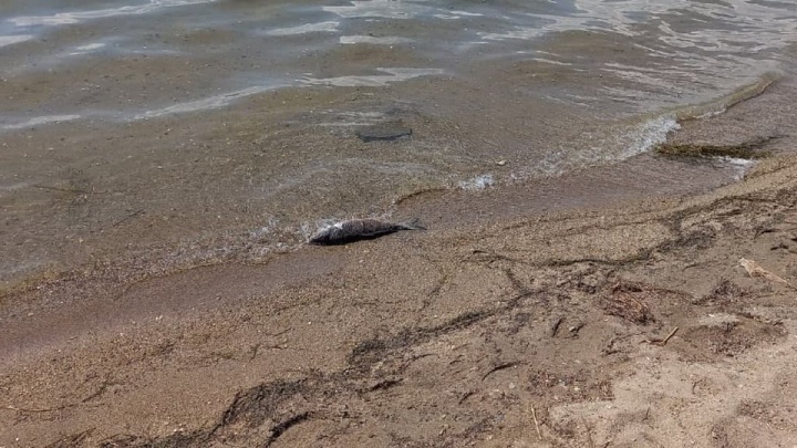 Много дохлой крупной рыбы лежит на берегу Кенона в Чите — очевидец