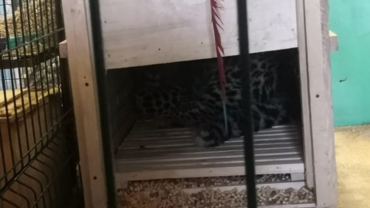 Детёныш амурского леопарда поселился в зоопарке в Чите