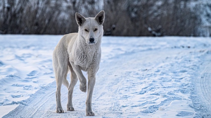 Российские кинологи заявили о невозможности определения немотивированной агрессии у собак