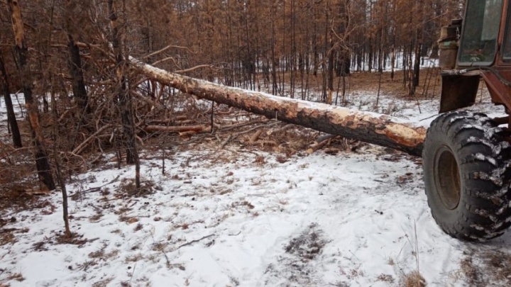 Лесники задержали в Забайкалье мужчину, срубившего 13,9 кубометров леса