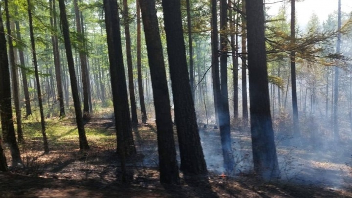 «Оборонэнерго» отключила свет в посёлке Молоковка из-за лесного пожара