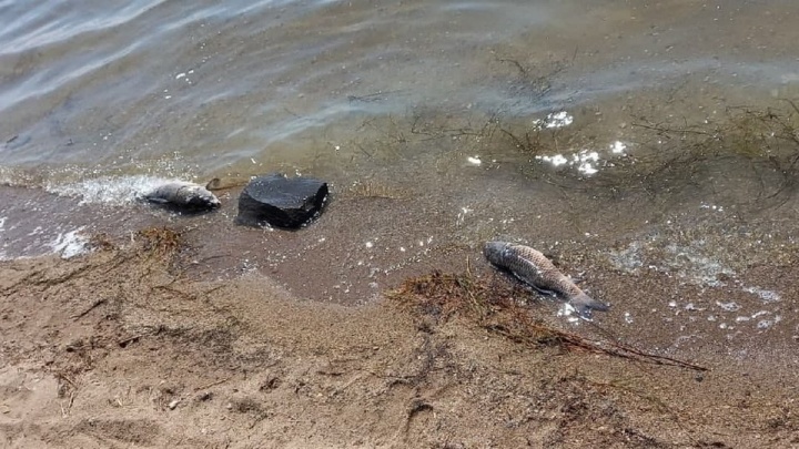 Росрыболовство не обнаружило признаков массовой гибели рыбы в озере Кенон